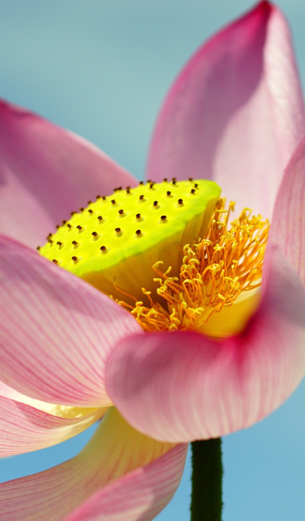 Большой розовый цветок лотоса на голубом фоне 