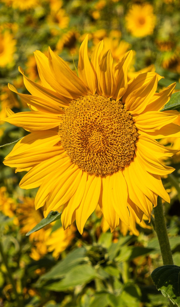 Большой желтый цветок подсолнуха на поле 