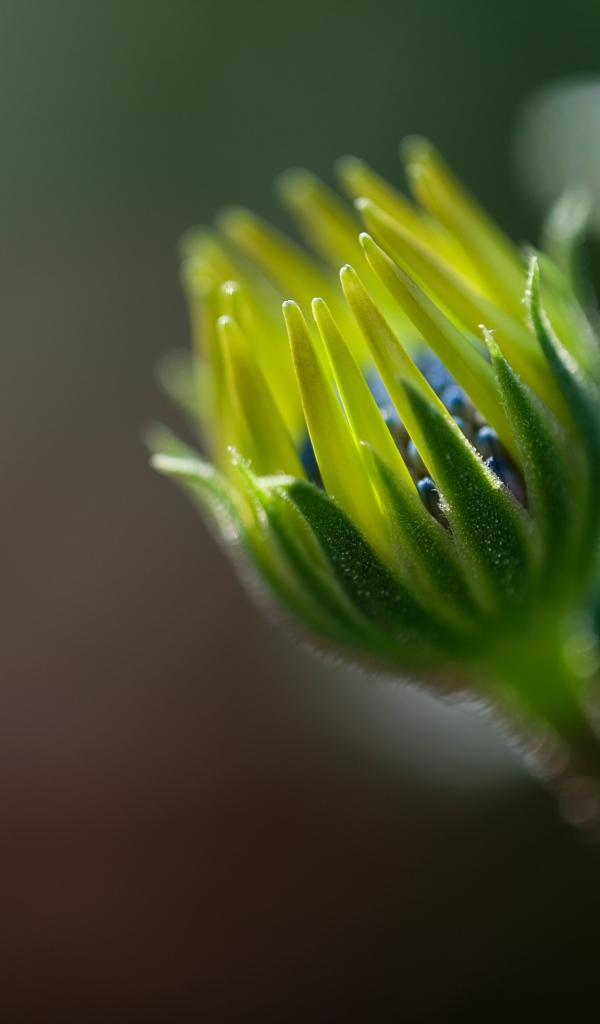Распускающийся цветок остеоспермума крупным планом 