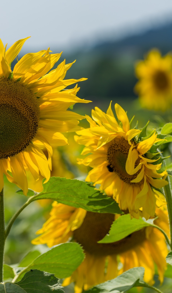 Цветущие желтые подсолнухи с зелеными листьями на поле