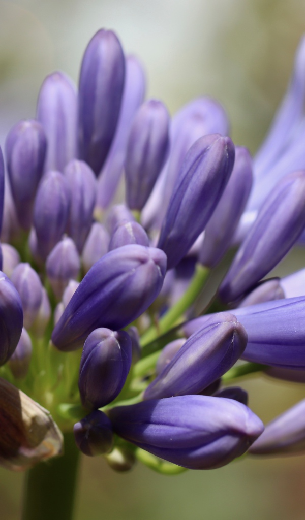 Синий цветок Агапантус распускается