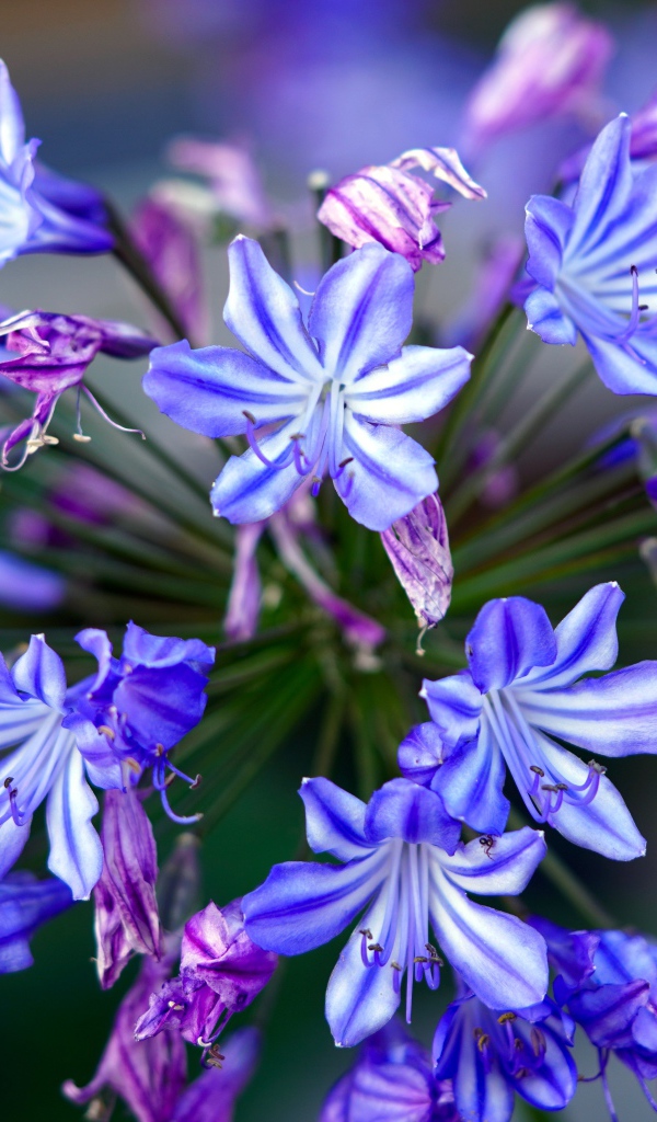 Голубые цветы агапантус крупным планом 