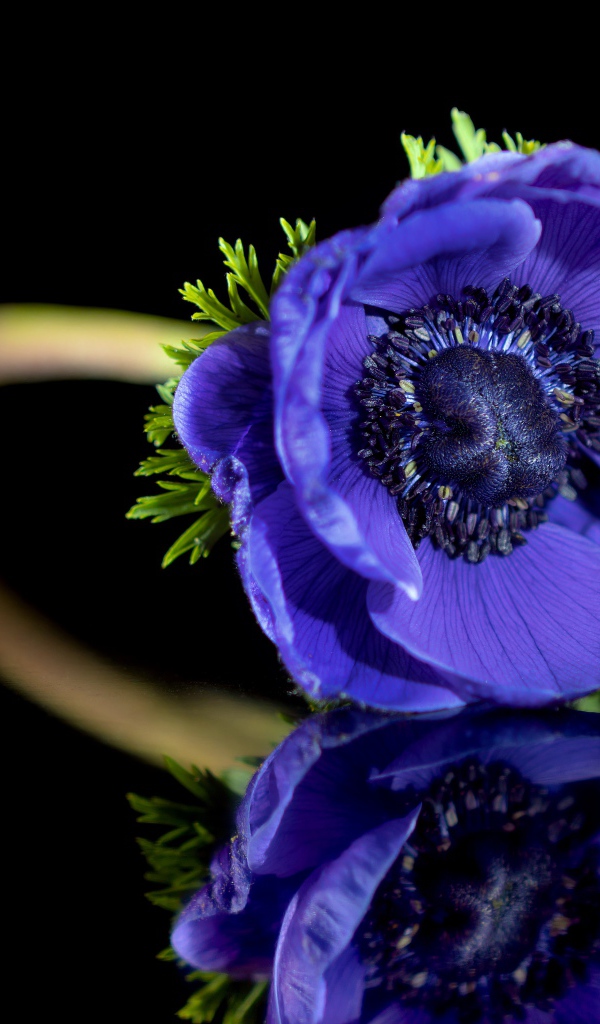 Синий цветок анемона отражается в черной поверхности 