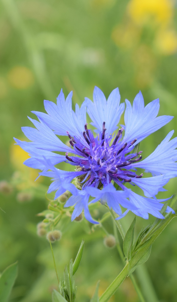Синий полевой василек с желтыми цветами