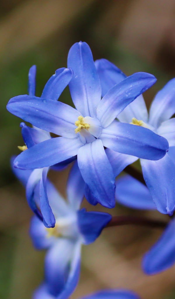 Голубые первые весенние цветы пролесок крупным планом