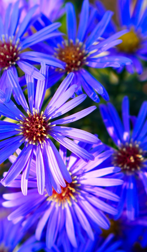 Синие цветы сентябринки крупным планом