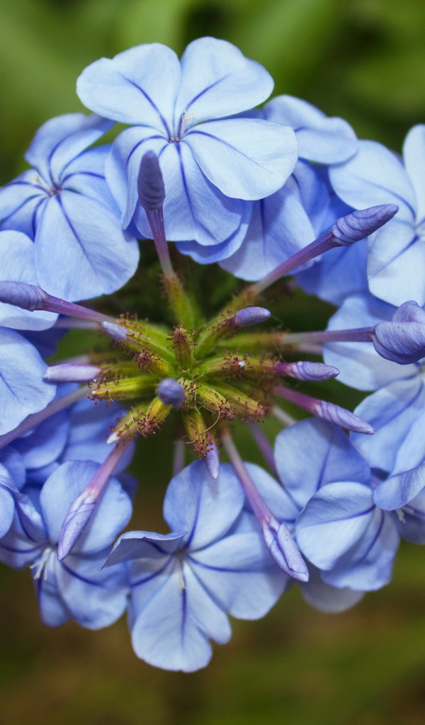 Голубой цветок плюмбаго крупным планом