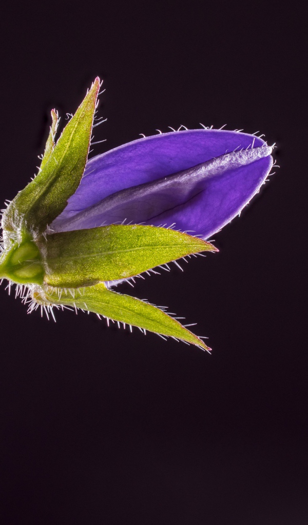 Синий нераспустившийся цветок колокольчика на черном фоне 
