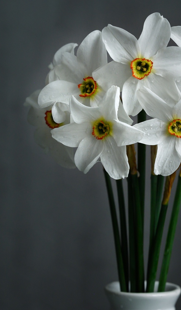 Букет красивых белых нарциссов на сером фоне 