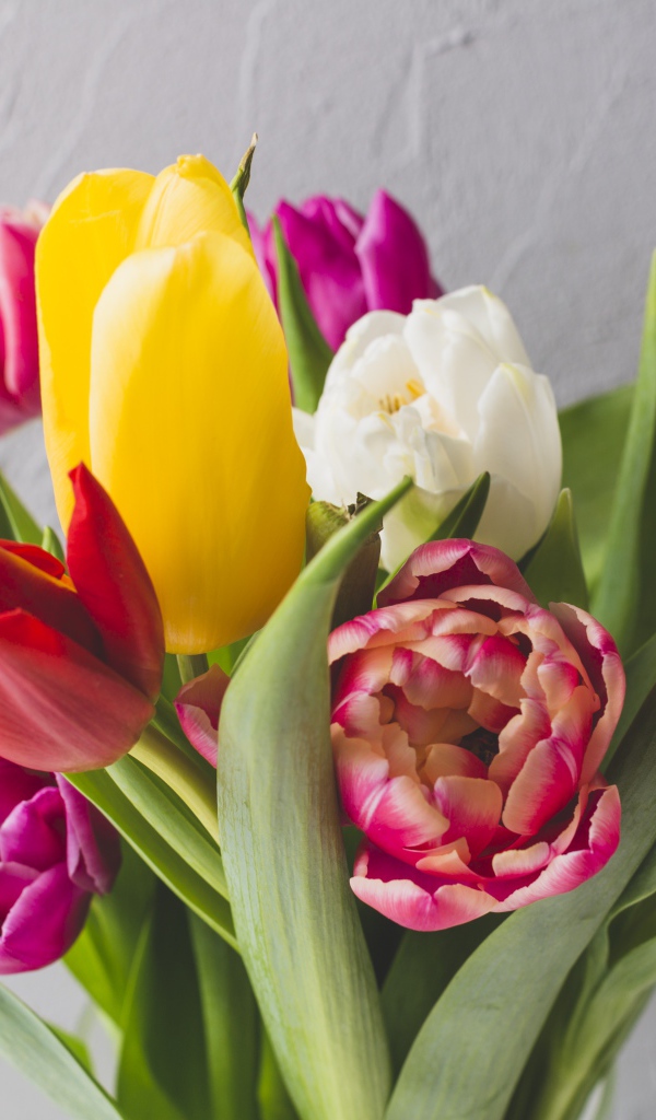 Букет разноцветных тюльпанов на фоне серой стены