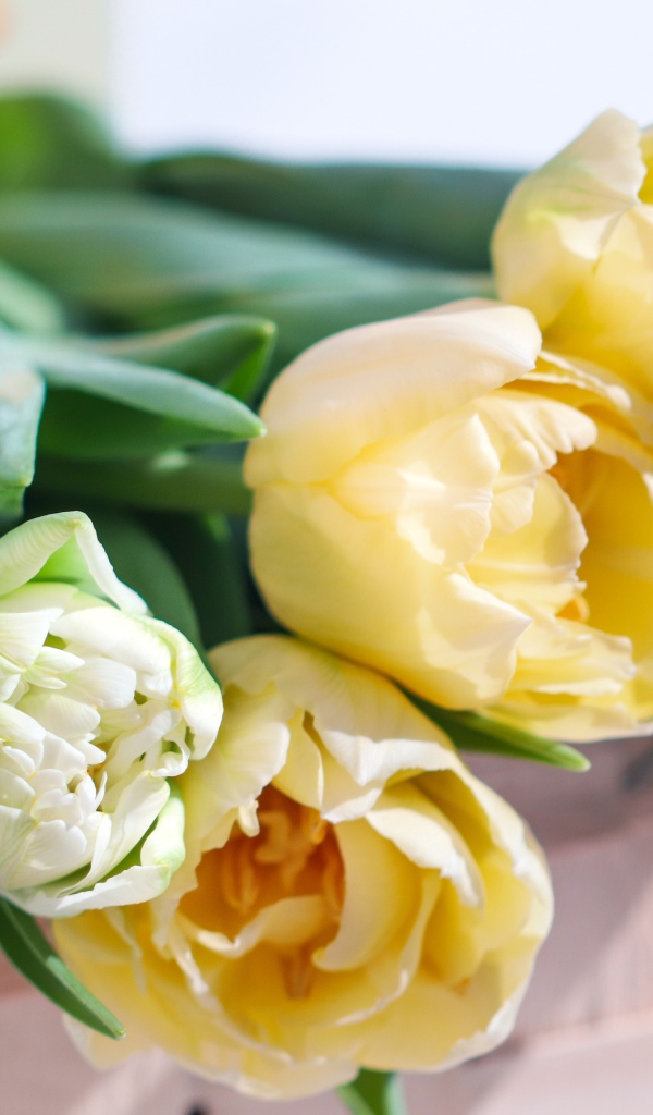 Букет нежных кремовых тюльпанов на столе