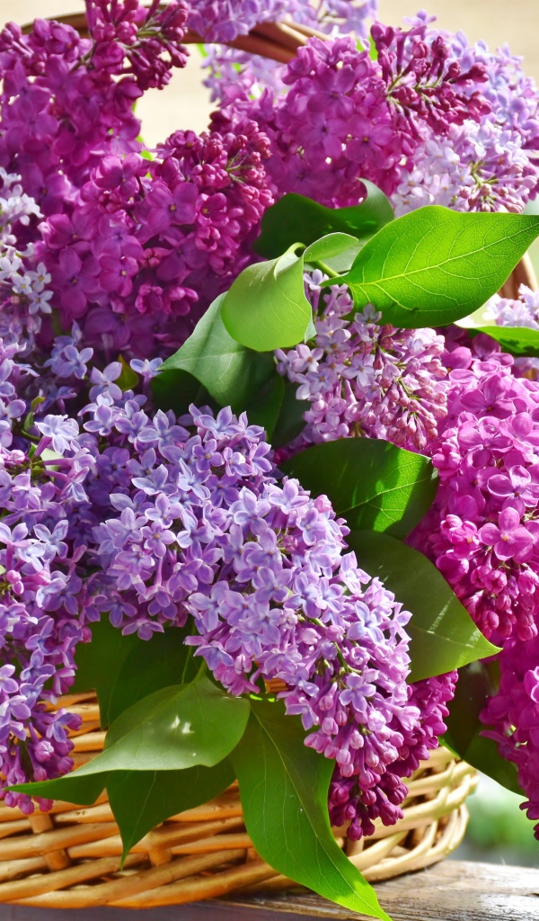 Букет сирени в плетеной корзине на лавке весной