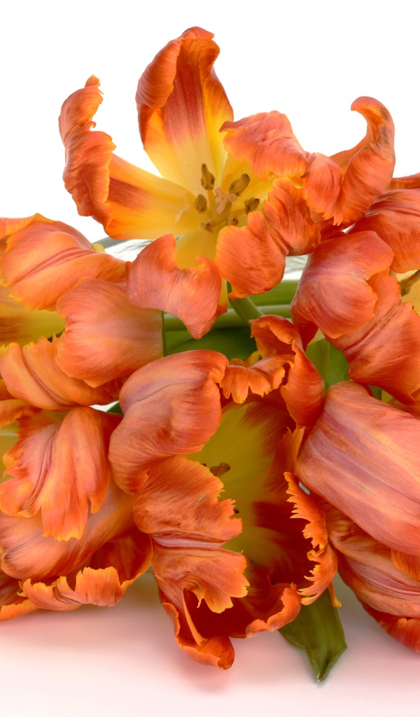 Букет оранжевых тюльпанов на белом фоне