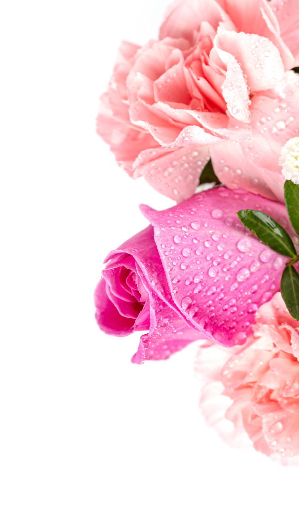 Букет розовых роз с гвоздиками в каплях росы на белом фоне