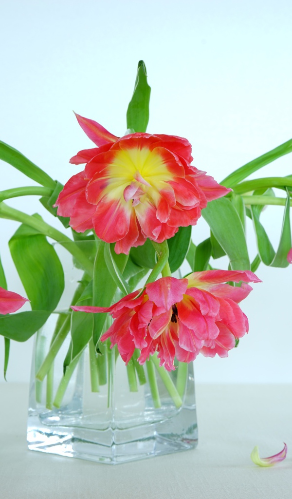 Букет розовых тюльпанов в стеклянной вазе на сером фоне