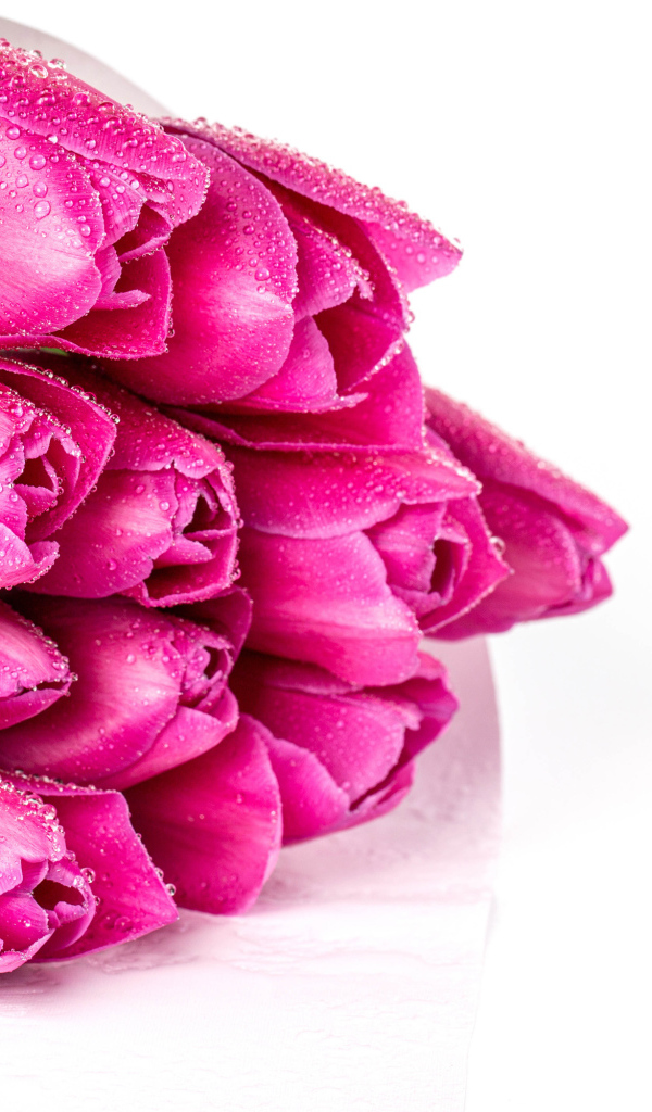 Букет розовых тюльпанов в каплях росы на белом фоне