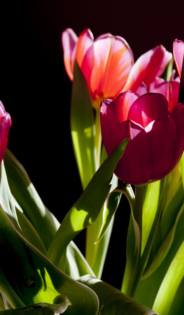 Букет розовых тюльпанов в лучах солнца на черном фоне
