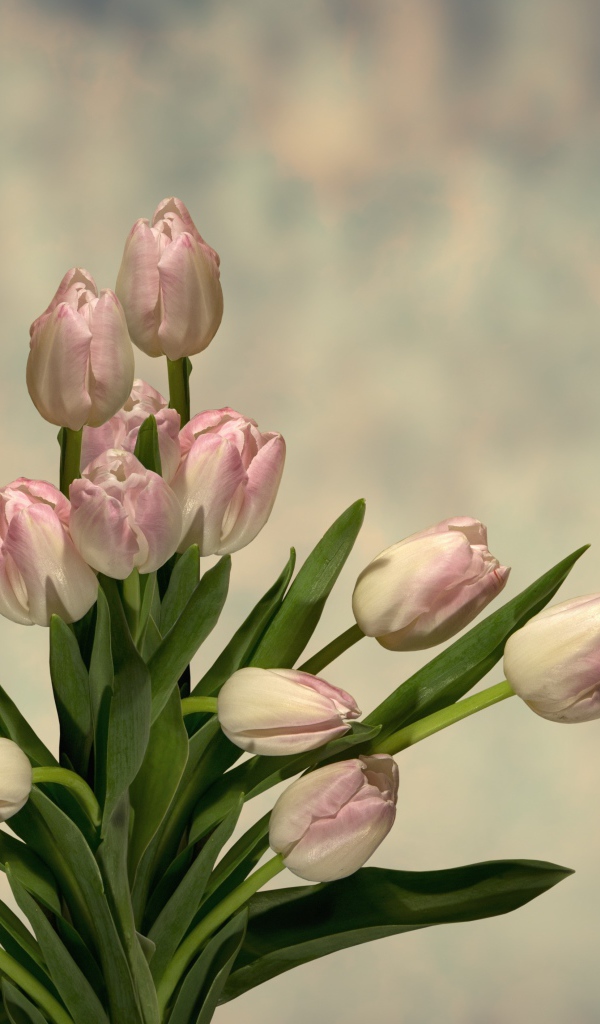 Букет розовых тюльпанов с зелеными листьями на сером фоне 