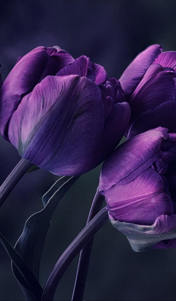 Букет фиолетовых тюльпанов на сером фоне 
