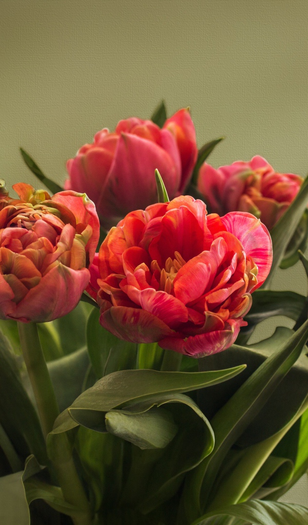 Букет красных тюльпанов с зелеными листьями