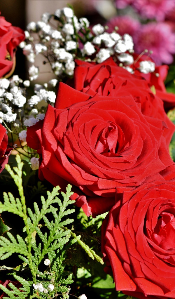 Букет алых роз с цветами гипсофилы 