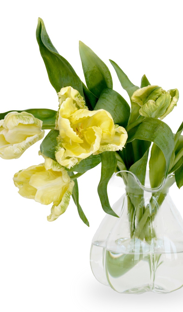Букет необычных желтых тюльпанов в стеклянной вазе