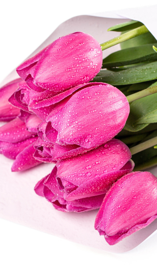 Букет мокрых розовых тюльпанов на белом фоне