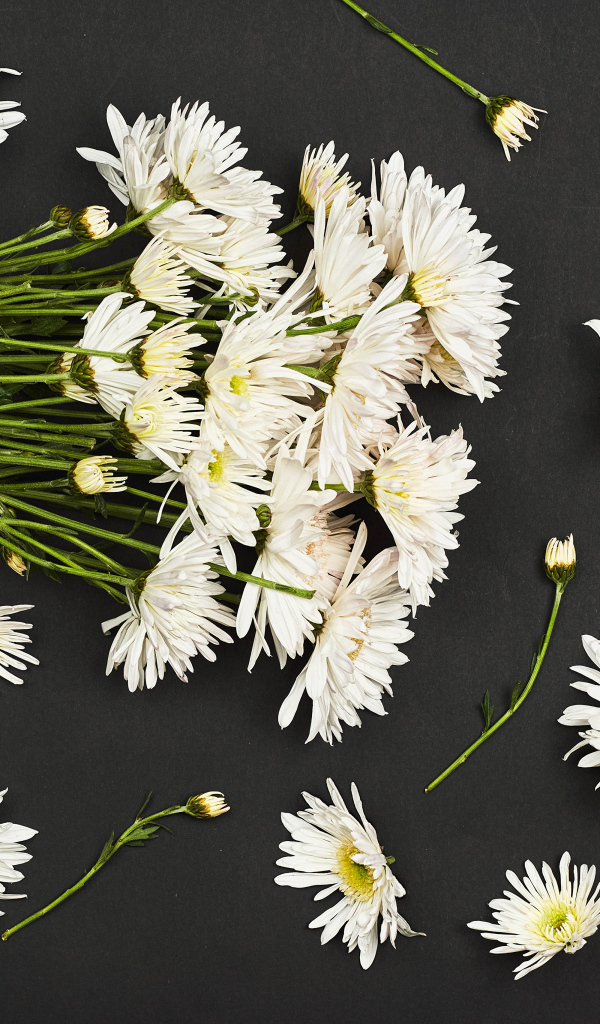 Букет белых хризантем на черном фоне