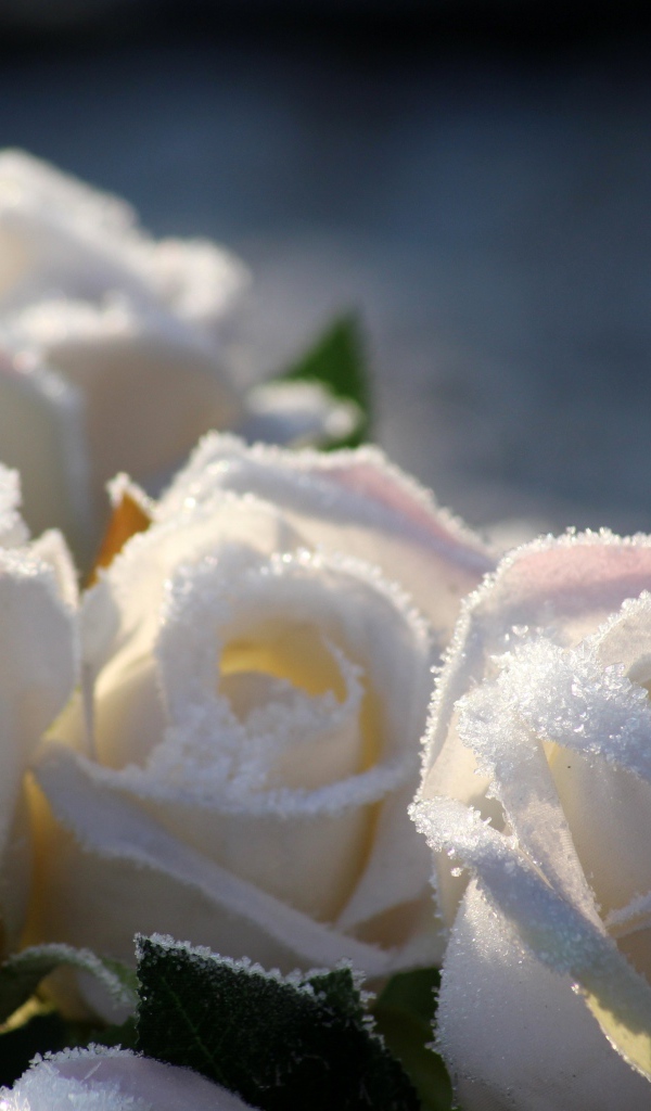 Букет белых роз в инее зимой