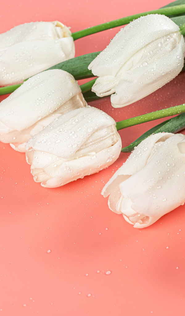 Букет белых тюльпанов в каплях росы на розовом фоне