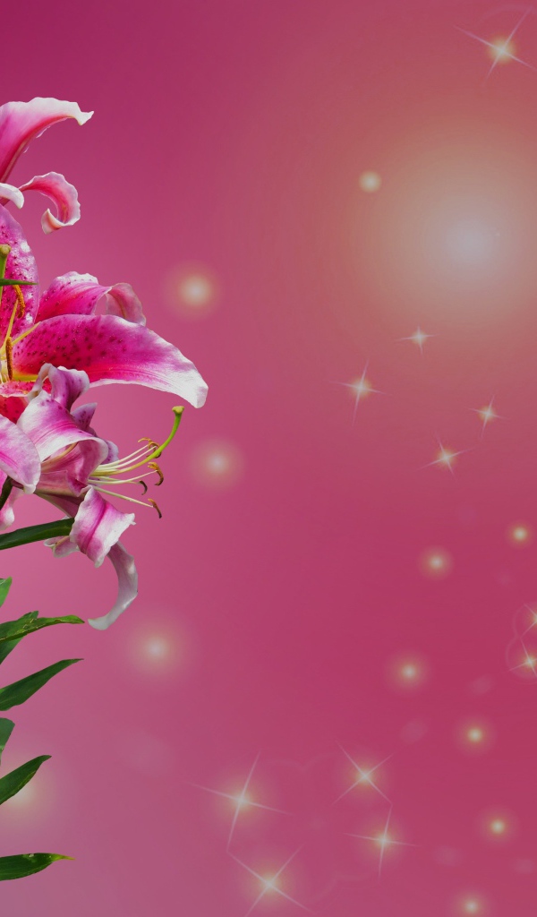 Ветка цветов лилии на розовом фоне 