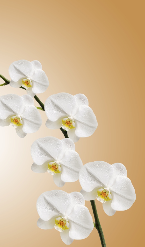 Ветка белых цветов орхидеи на коричневом фоне