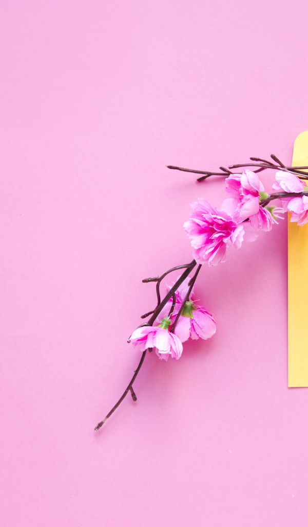 Ветка с цветами в желтом конверте на розовом фоне