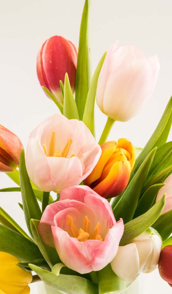 Бутоны разноцветных тюльпанов на сером фоне