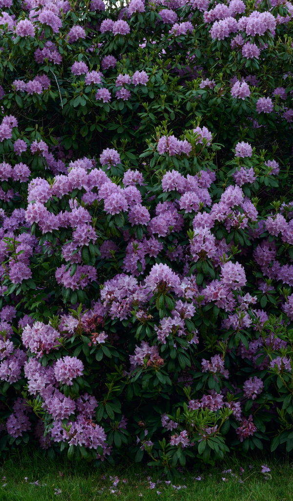 Куст с сиреневыми цветами рододендрона
