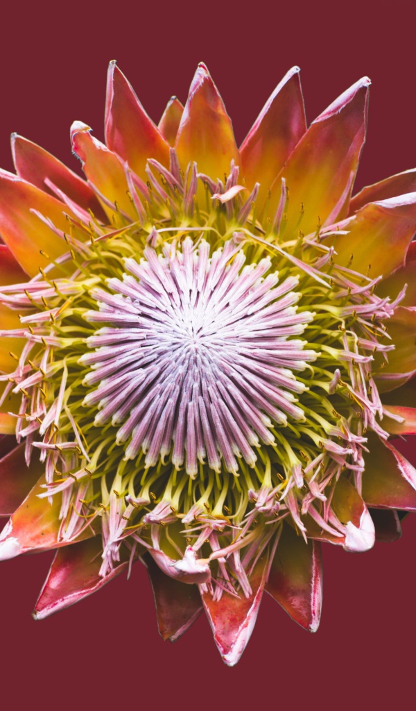 Цветок кактуса на коричневом фоне