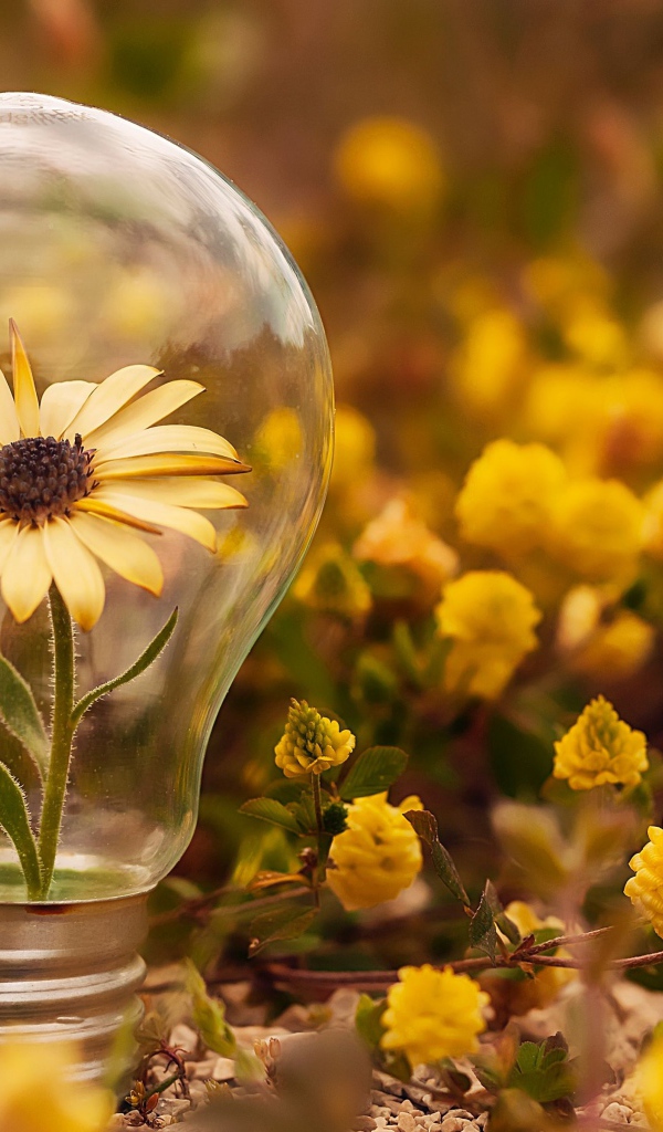 Цветок календулы в стеклянной лампочке