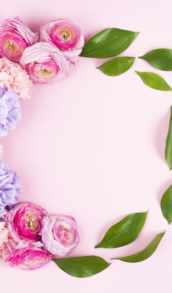 Цветы гвоздики и лютика с зелеными листьями на розовом фоне