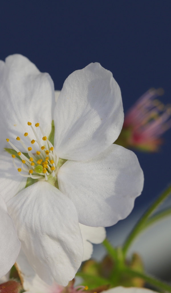 Цветок вишни с бутоном на сером фоне