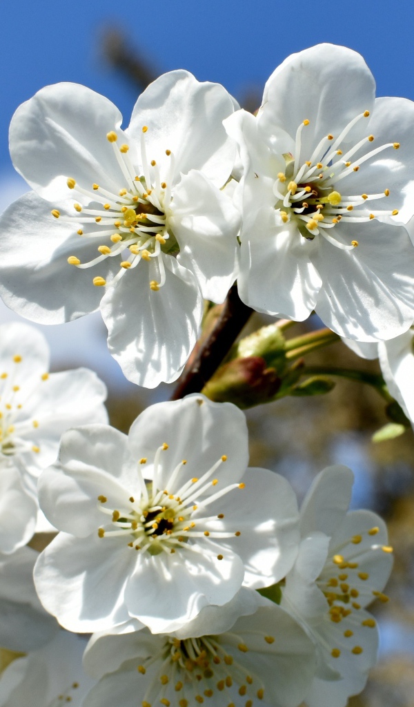 Цветы вишни распустились на ветке весной