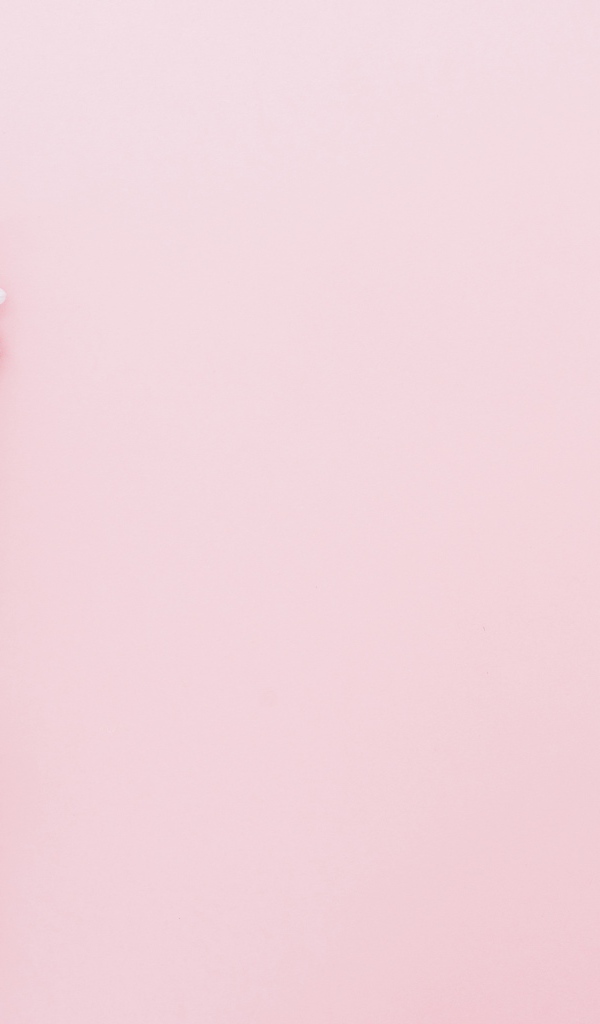 Цветы хризантемы на розовом фоне