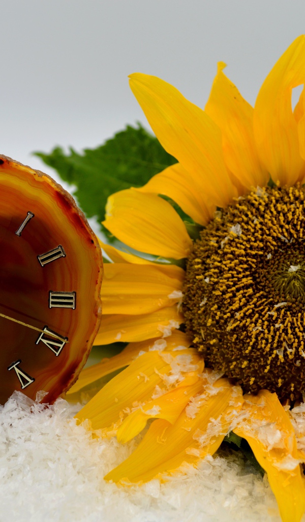 Часы и желтый подсолнух лежат на снегу 