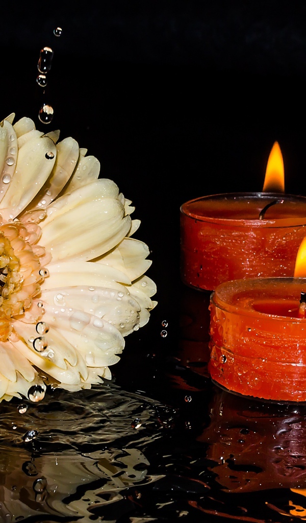 Кремовая гербера со свечами на мокром столе