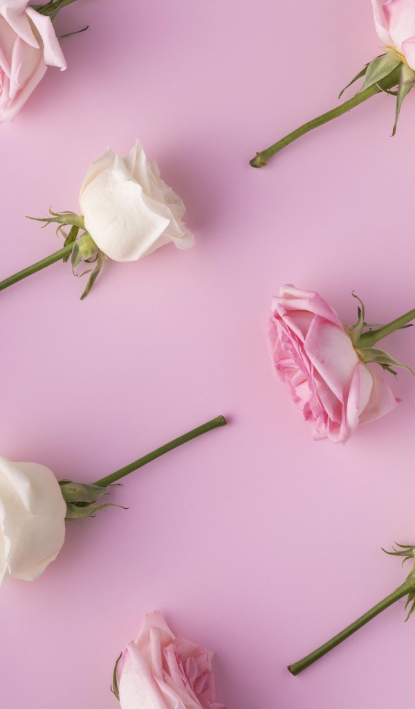 Обрезанные цветы розы на  розовом фоне