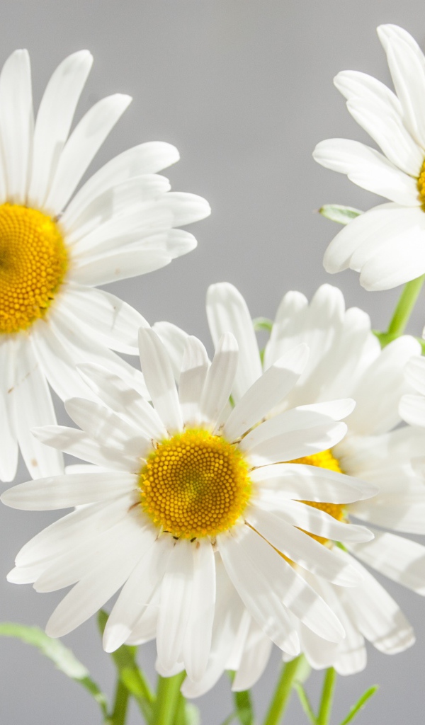 Милые белые цветы ромашки на сером фоне