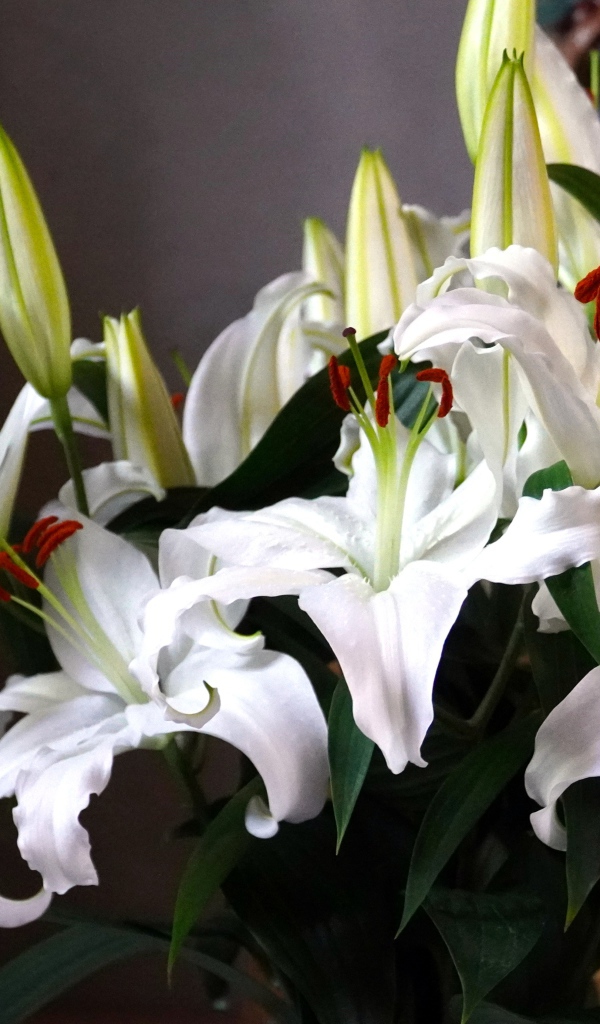 Нежный букет белых лилий с бутонами