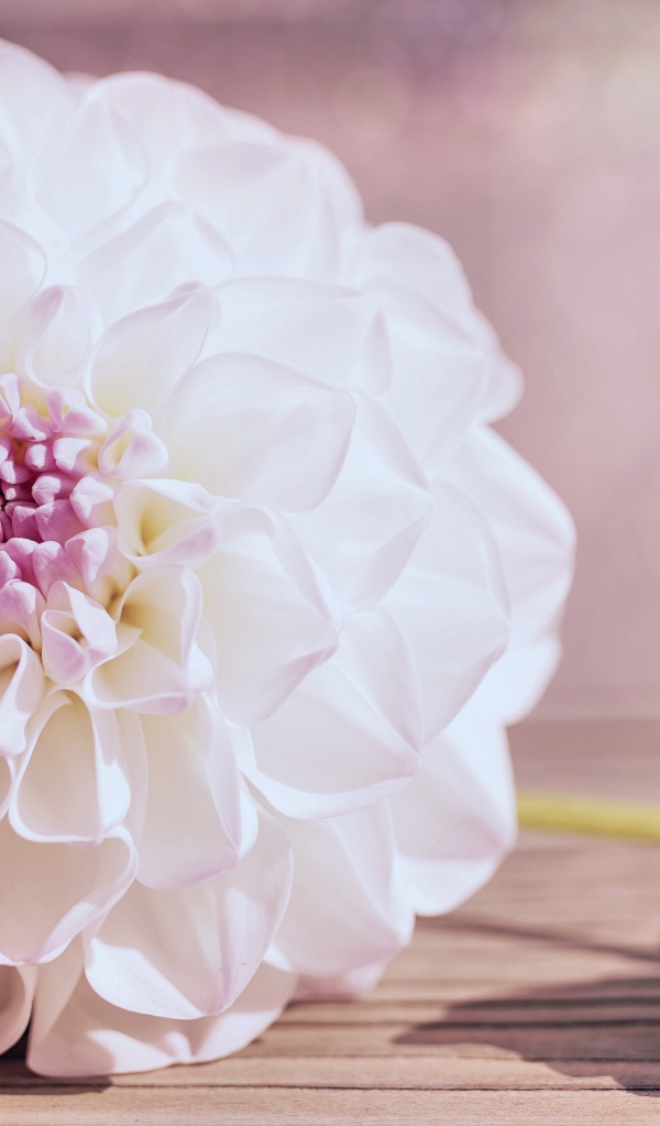 Нежный кремовый цветок георгина на столе