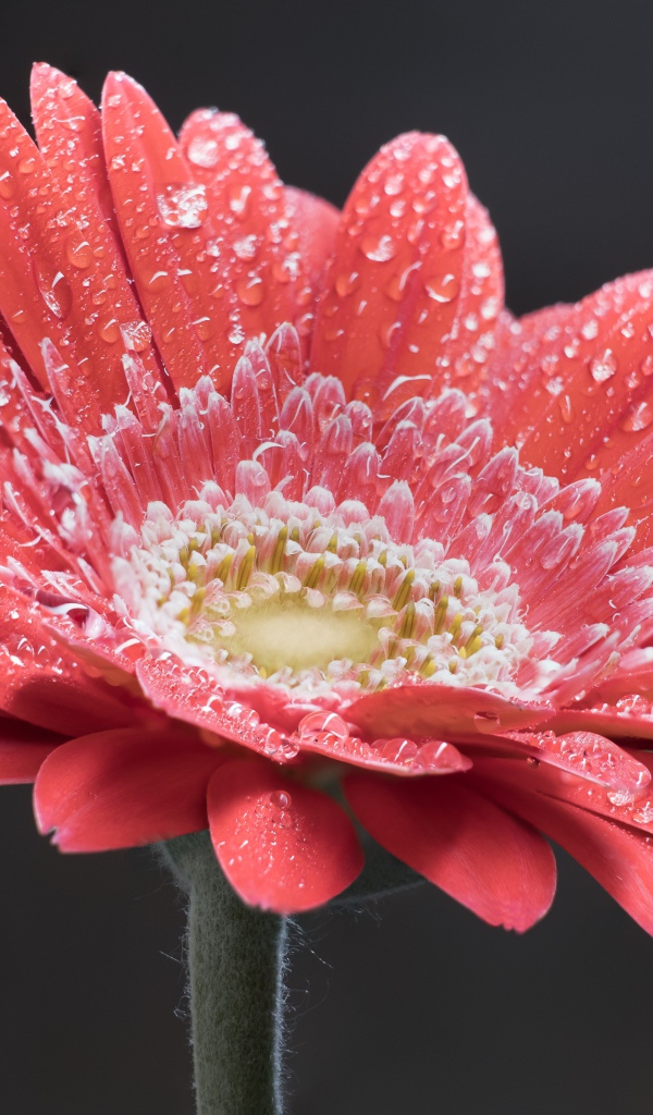 Нежный кремовый цветок герберы в каплях росы