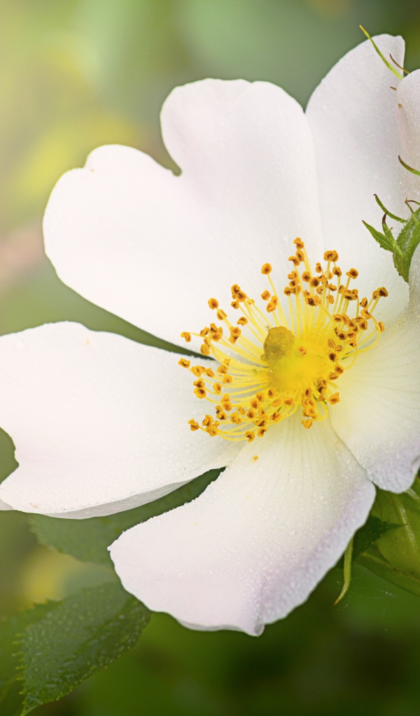 Нежный кремовый цветок шиповника с бутоном