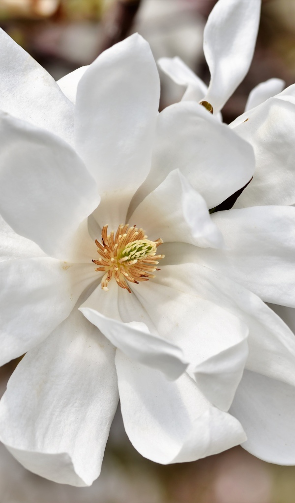 Нежные цветы белой магнолии на ветке